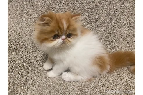 成約済の福岡県のエキゾチックショートヘア-54784の2枚目