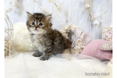 成約済の大阪府のサイベリアン-57457の12枚目