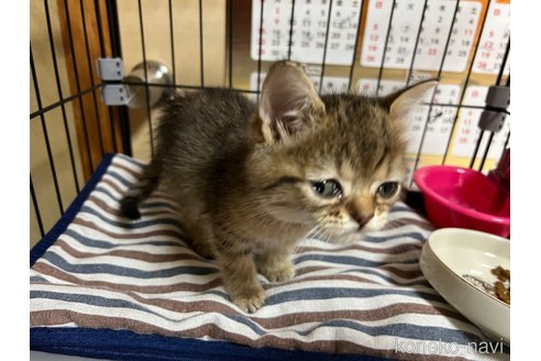 成約済の鹿児島県のスコティッシュストレート-54289の3枚目