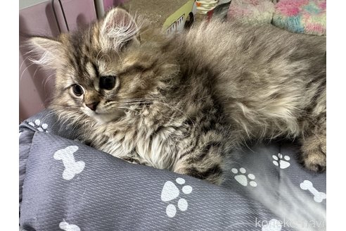 成約済の千葉県のペルシャ(チンチラ)-54386の3枚目