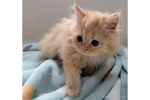 成約済の長野県のエキゾチックショートヘア-53304