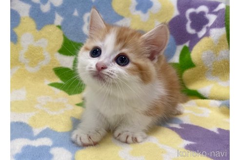成約済の神奈川県のマンチカン(短足)-57522の4枚目