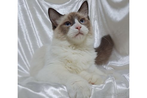 成約済の宮城県のラグドール-48575の5枚目