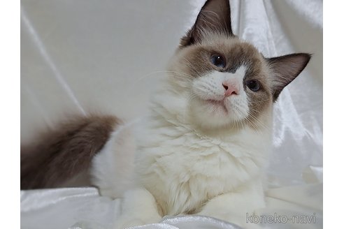 成約済の宮城県のラグドール-48575の6枚目