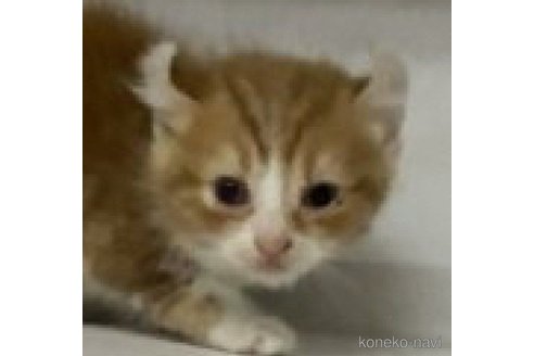 成約済の東京都のアメリカンカール-57597の1枚目