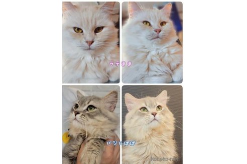 成約済の神奈川県のサイベリアン-57669の5枚目