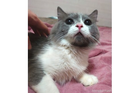 成約済の愛知県のスコティッシュフォールド-52004