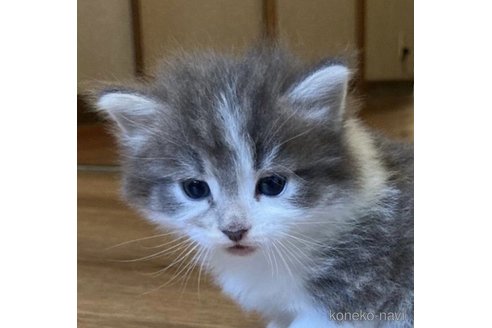成約済の島根県のノルウェージャンフォレストキャット-57729