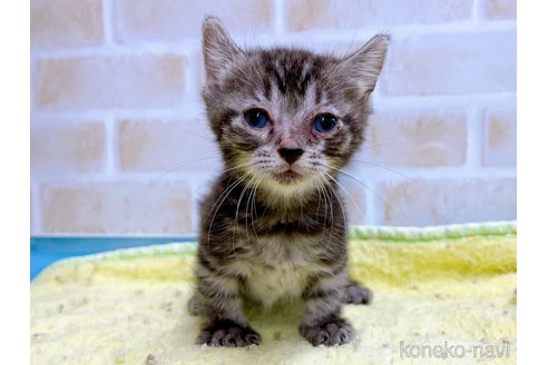 商談中の東京都のキンカロー-57744の10枚目