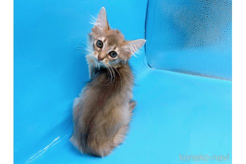 成約済の東京都のソマリ-57796の6枚目