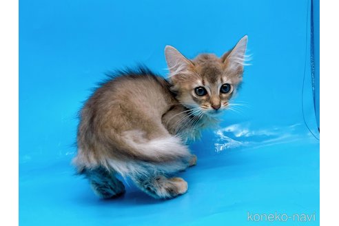 成約済の東京都のソマリ-57796の7枚目