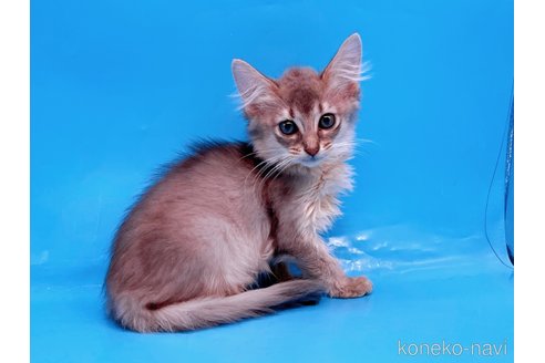 成約済の東京都のソマリ-57796の8枚目