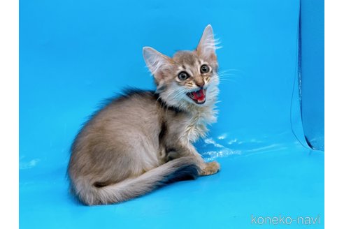 成約済の東京都のソマリ-57796の9枚目