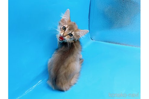 成約済の東京都のソマリ-57796の10枚目