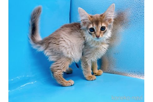 最高の品質 古川潤ブリーダーのソマリの子猫 コレクション