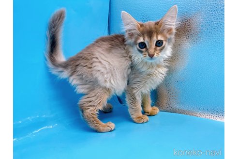 成約済の東京都のソマリ-57798の5枚目