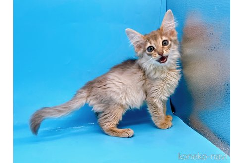 成約済の東京都のソマリ-57798の6枚目