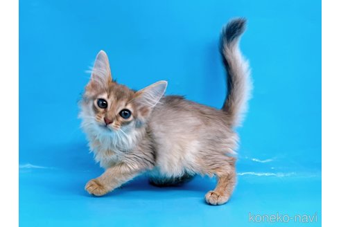 成約済の東京都のソマリ-57798の7枚目