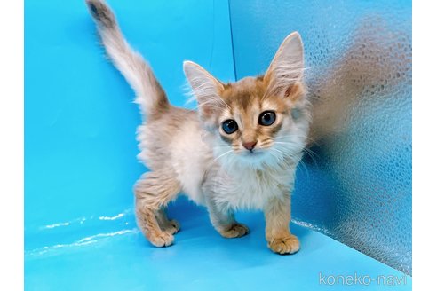 成約済の東京都のソマリ-57798の8枚目