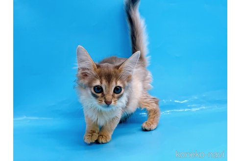 成約済の東京都のソマリ-57798の2枚目