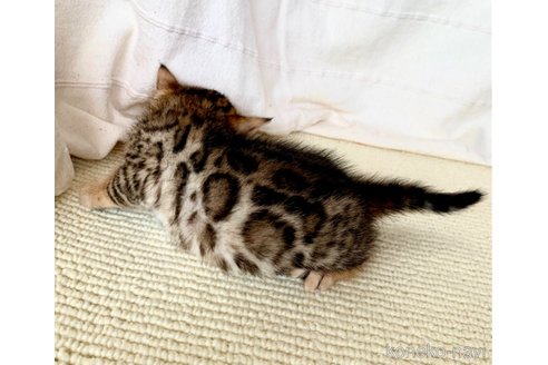 成約済の静岡県のベンガル-56381の62枚目