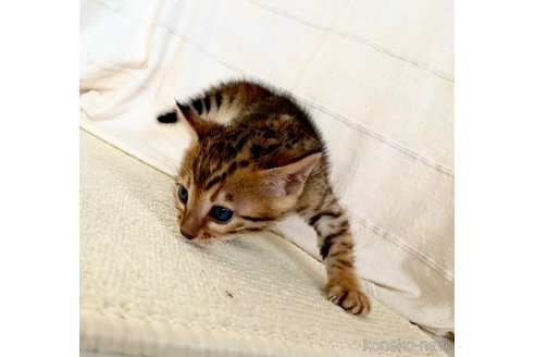 成約済の静岡県のベンガル-55670の68枚目
