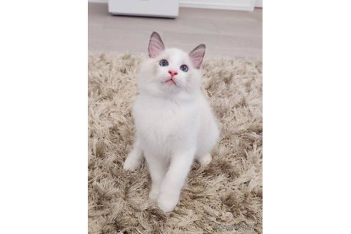 成約済の愛知県のラグドール-57948の1枚目