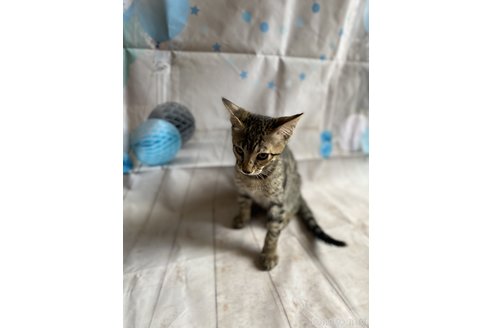 販売中の鹿児島県のサバンナキャット-56395