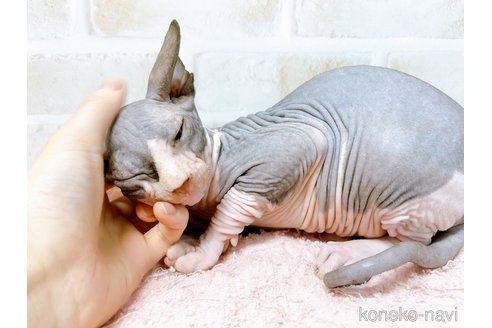 成約済の東京都のスフィンクス-58001の2枚目