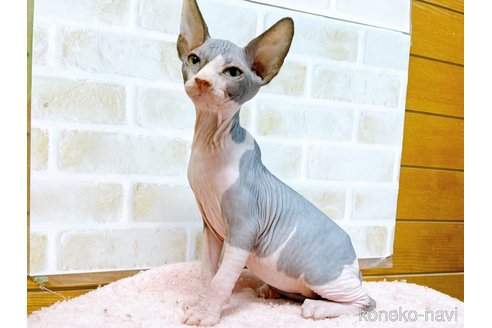 成約済の東京都のスフィンクス-58001の3枚目