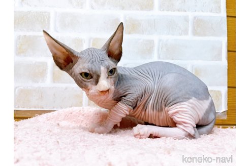 成約済の東京都のスフィンクス-58001の4枚目