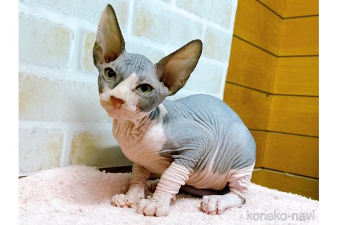 成約済の東京都のスフィンクス-58001の5枚目