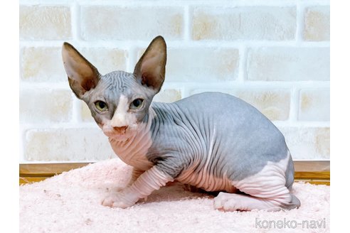 成約済の東京都のスフィンクス-58001の1枚目