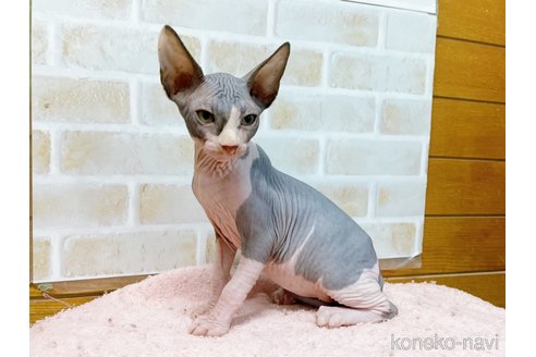 成約済の東京都のスフィンクス-58001の6枚目