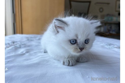 成約済ののマンチカン-58035