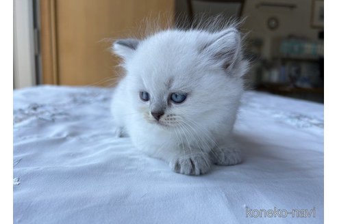 成約済の岡山県のマンチカン-58035の5枚目