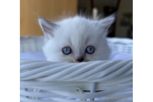 成約済の岡山県のマンチカン(短足)-58036の6枚目