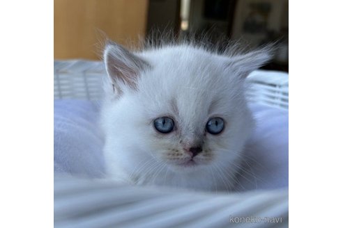 成約済の岡山県のマンチカン(短足)-58036の1枚目