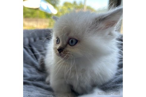 成約済の岡山県のマンチカン(短足)-58036の2枚目