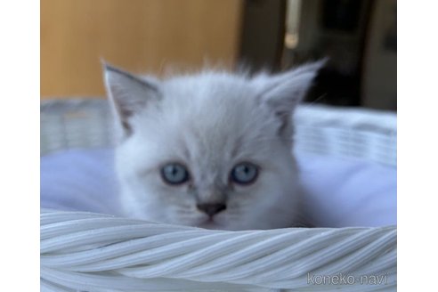 成約済の岡山県のマンチカン(短足)-58039の4枚目