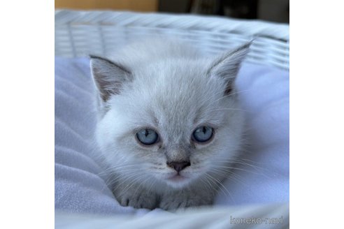 成約済の岡山県のマンチカン(短足)-58039の5枚目