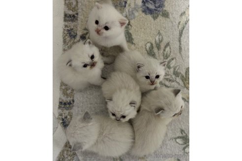 成約済の岡山県のマンチカン(短足)-58039の3枚目