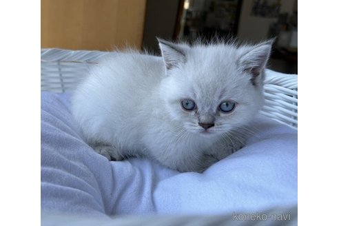 成約済の岡山県のマンチカン(短足)-58039の1枚目