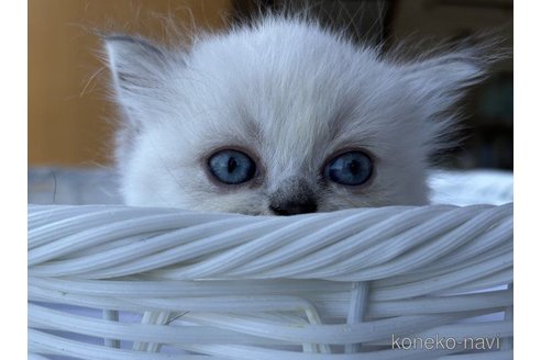 成約済の岡山県のマンチカン(短足)-58040の4枚目