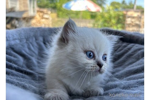成約済の岡山県のマンチカン(短足)-58040の5枚目