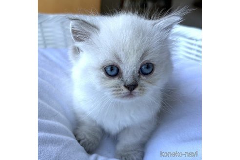 成約済の岡山県のマンチカン(短足)-58040の6枚目