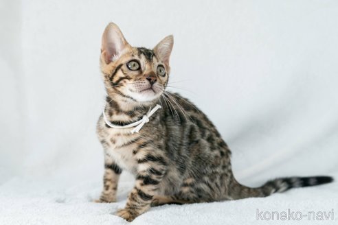成約済の福岡県のベンガル-53626の16枚目