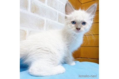 成約済の東京都のラグドール-58094