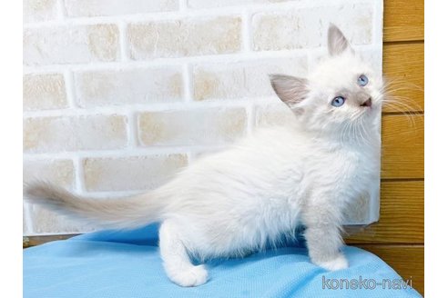 成約済の東京都のラグドール-58094の2枚目