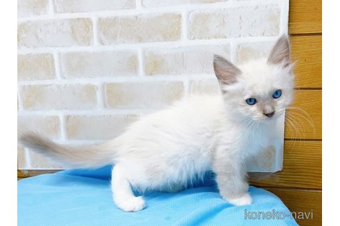 成約済の東京都のラグドール-58094の4枚目